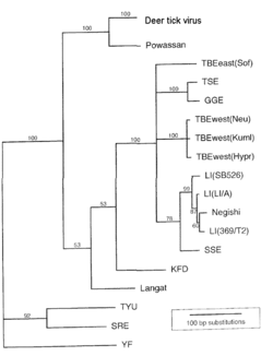 Tick-borne encephalitis phylogram simplified.gif