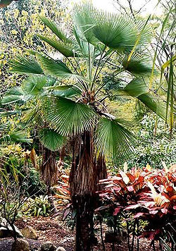 Trachycarpus martianus.jpg