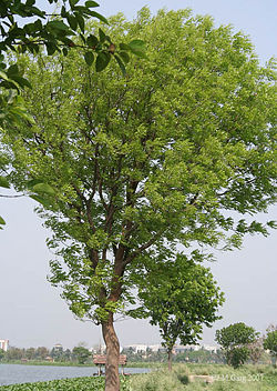 Tree in new leaves I IMG 6222.jpg