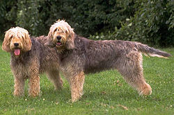Two otterhounds.jpg