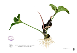 Typhonium roxburghii Blanco2.330.png