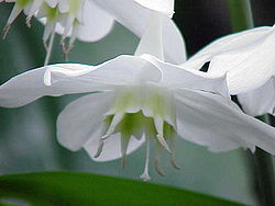 Urceolina grandiflora1.jpg