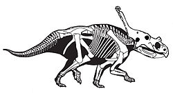 Vagaceratops.jpg