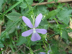 Viola cornuta pineta.JPG