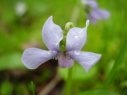 Viola palustris.jpg