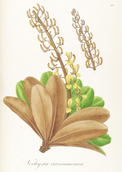 Vochysia cinnamomea Pohl120.png