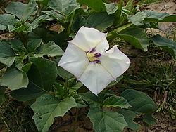 Whiteflower8.jpg