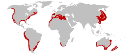 Distribución del tiburón blanco (en rojo)