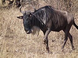 Wildebeest Connochaetes taurinus in Tanzania 2791 Nevit.jpg