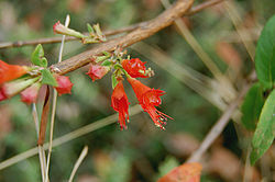 Woodfordia fruticosa1.jpg