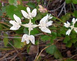 Xanthosia rotundifolia Torndirrup.jpg