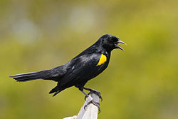 Yellow-shouldered Blackbird 5 Mike Morel.jpg