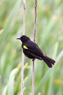 Yellow-winged Blackbird.jpg