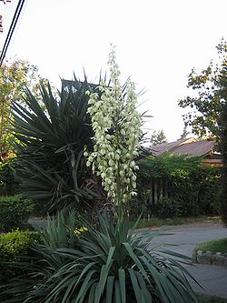 Yucca gloriosa 10.JPG