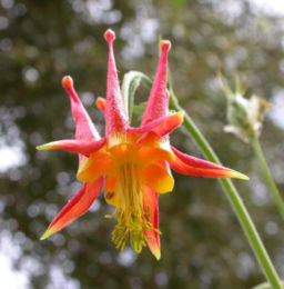 Aquilegia formosa flower 2003-08-11.jpg