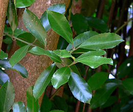 Hedycarya arborea 2.jpg