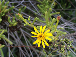 Inula crithmoides Flowers Closeup3 LagunadelaMata.jpg