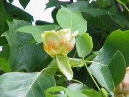 Liriodendron tulipifera1.jpg