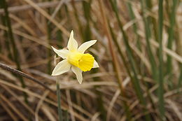 Narcissus nevadensis.JPG