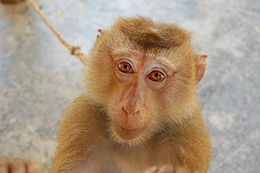 Northern Pigtailed macaque at Koh Lanta Yai Monkey School.JPG