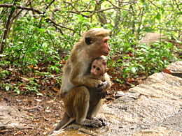 Toque Macaques.jpg