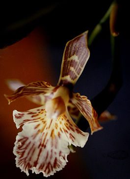 Aspasia variegata - 1.jpg