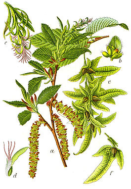 Carpinus betulus Sturm33.jpg