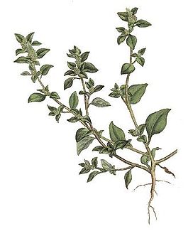 Chenopodium vulvaria - Woodville.jpg