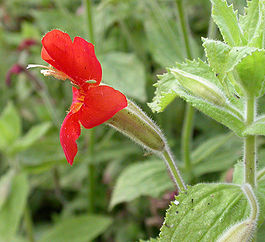 Mimulus cardinalis flower 2003-03-12.jpg
