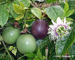 Passiflora edulis f. edulis Sims.jpg