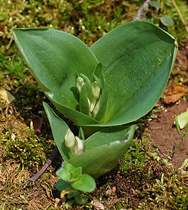 Showy Orchid Galearis spectabilis 1810px.jpg
