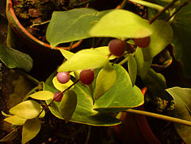 00562 - Sphyrospermum cordifolium.JPG