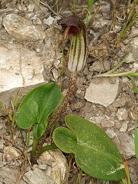 Arisarum vulgare Mallorca 01.jpg