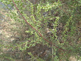 Artemisia campestris 11.JPG