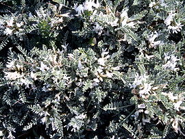 Astragalus massiliensis.jpg