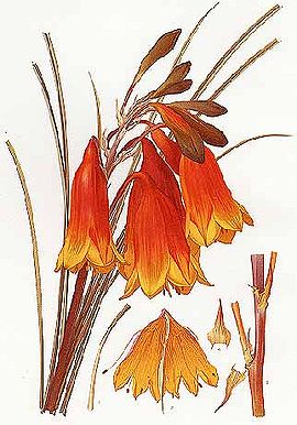 Blandfordia grandiflora-Minchen.jpg