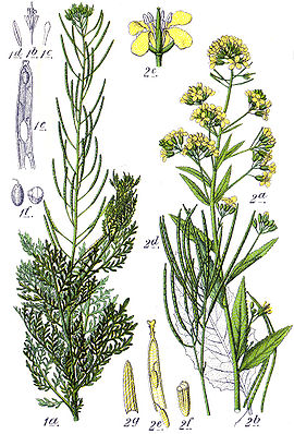 Brassicaceae spp Sturm5.jpg