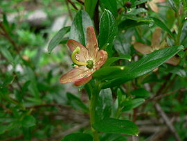 Elliottia pyroliflora 18461.JPG