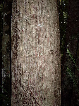 Emmenosperma alphitonioides bark.JPG