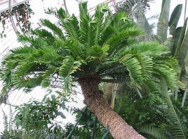 Encephalartos altensteinii1.jpg