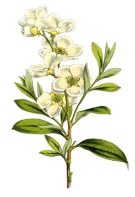 Exochorda grandiflora - Lemaire.jpg