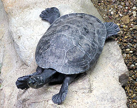 Geoffroys.side-necked.turtle.arp.jpg