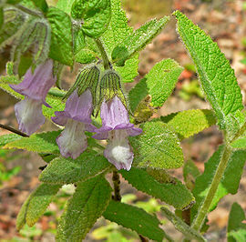 Lepechinia fragrans 1.jpg