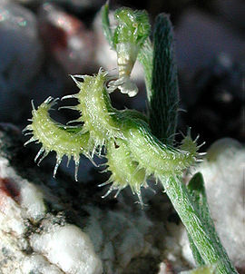 Pectocarya recurvata nutlets.jpg