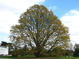 Quercus castaneifolia2 kew.jpg