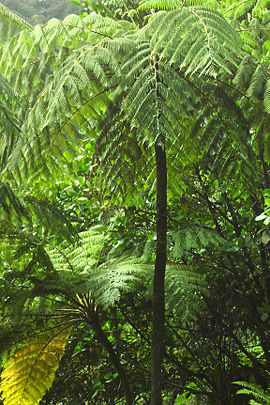 Rainforest near Belle - Dominica.jpg