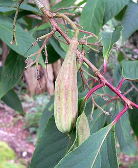 Rehderodendron macrocarpum fruit.jpg