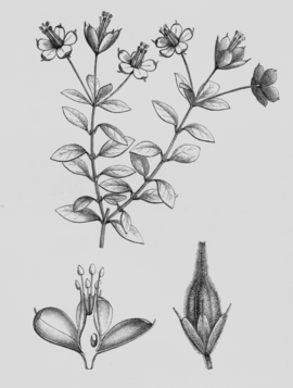 Rhynchotheca spinosa.png