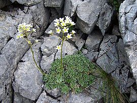 Saxifraga paniculata a5.jpg