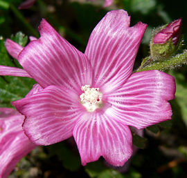 Sidalcea malviflora ssp malviflora 1.jpg